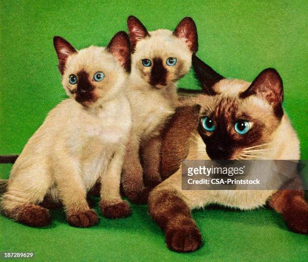 siamese cat and two kittens - baby cat stock illustrations