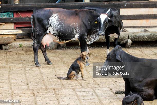 dairy cows and calves - cute cow stock pictures, royalty-free photos & images