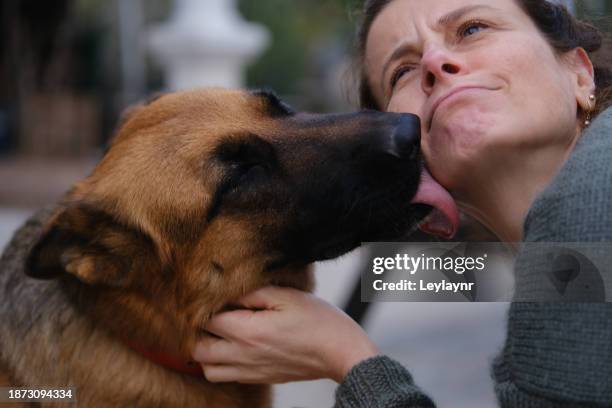 german shepherd dog licks her female owner - german shepherd stock pictures, royalty-free photos & images