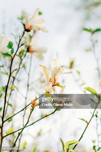 close-up of white magnolia blossoms against clear sky. - february background stock-fotos und bilder