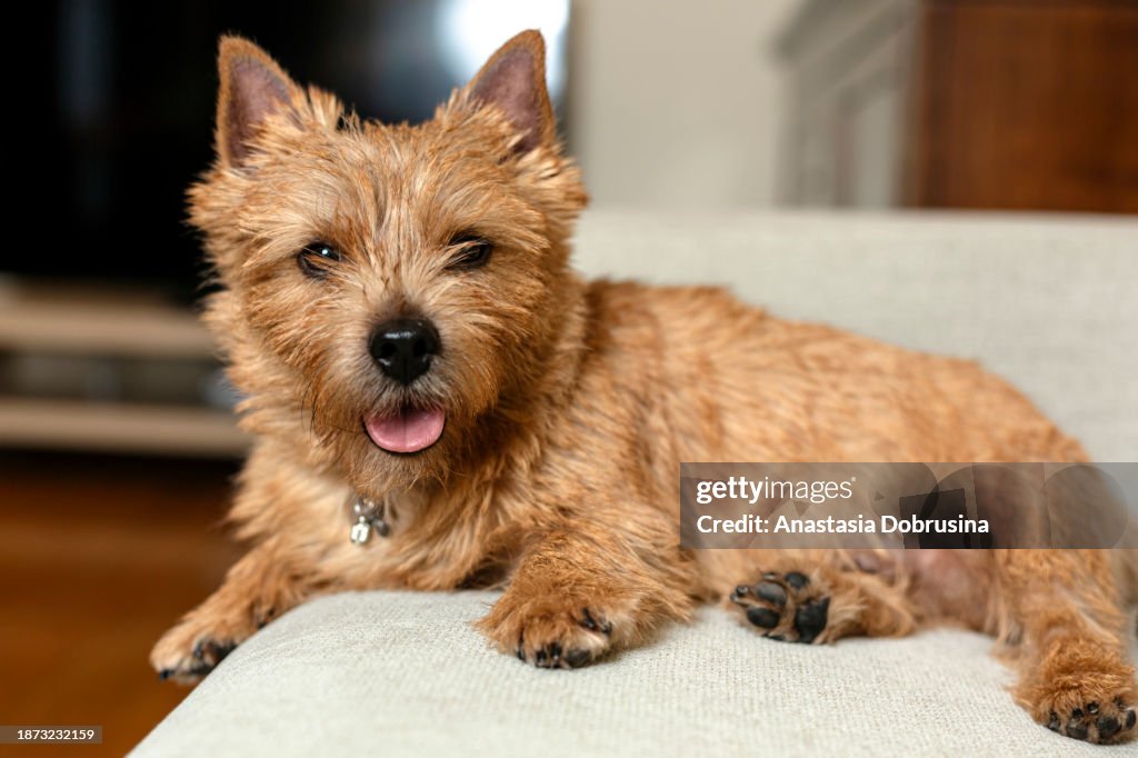 Adorable Terrier dog lying on the sofa at home