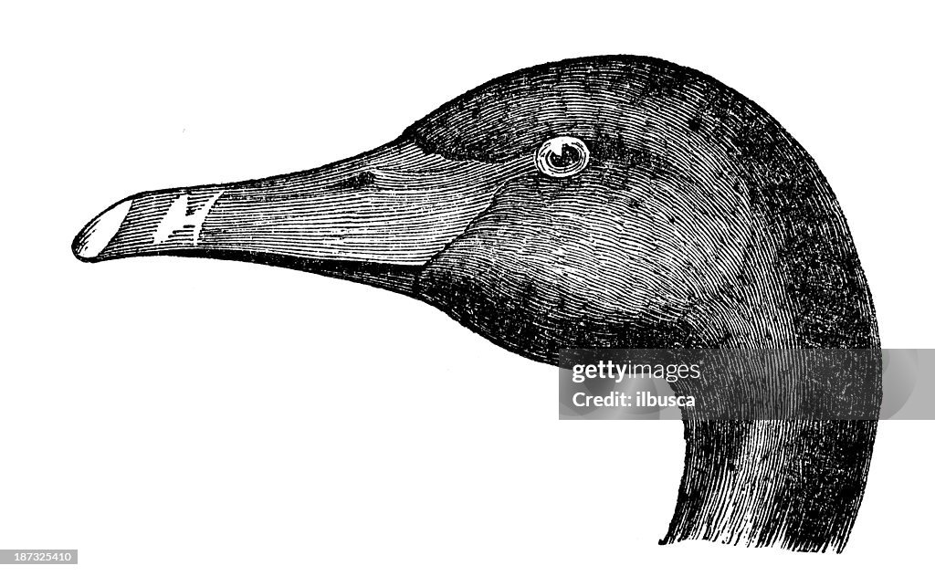 Antique illustration of black swan head