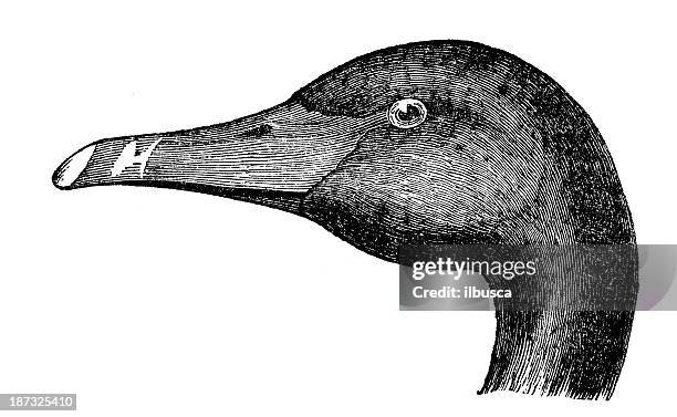 antique illustration of black swan head - black swans stock illustrations