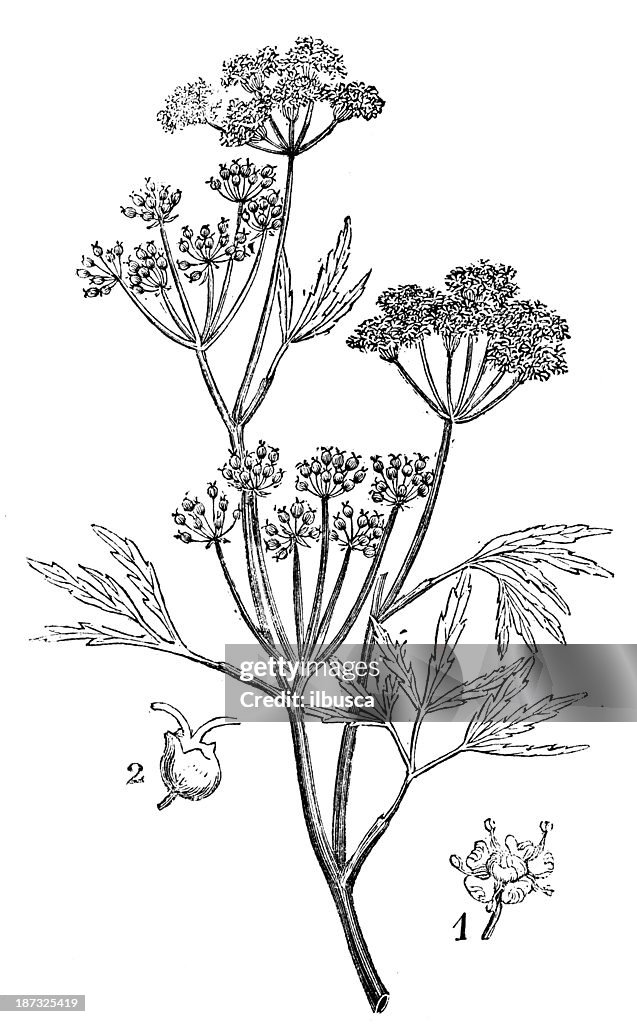 Antique illustration of Cicuta virosa (Cowbane or Northern Water Hemlock)
