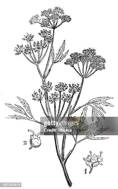 antique illustration of cicuta virosa (cowbane or northern water hemlock) - cicuta virosa stock illustrations