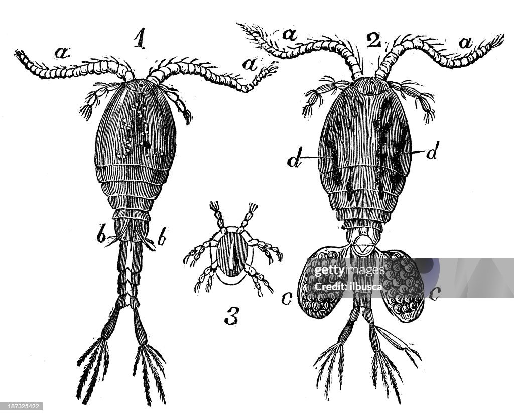 Antique illustration of Cyclops (water flea)