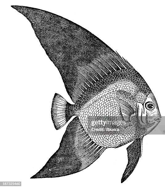 Spadefish Vector Antique Illustration Of Orbicular Batfish Platax Orbicularis Circular ...