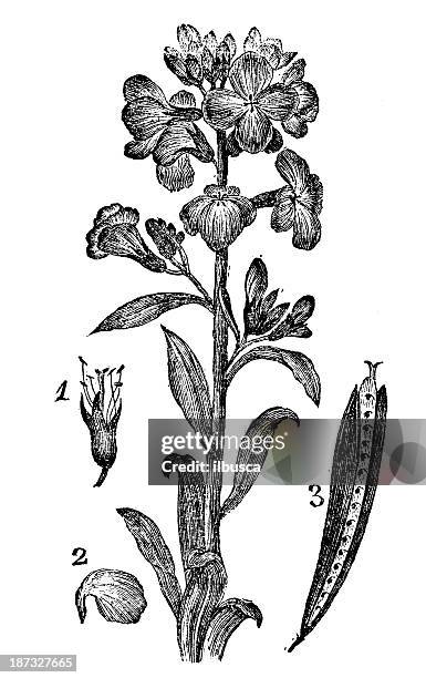 antique illustration of erysimum cheiri or cheiranthus cheiri(wallflower) - erysimum cheiri stock illustrations