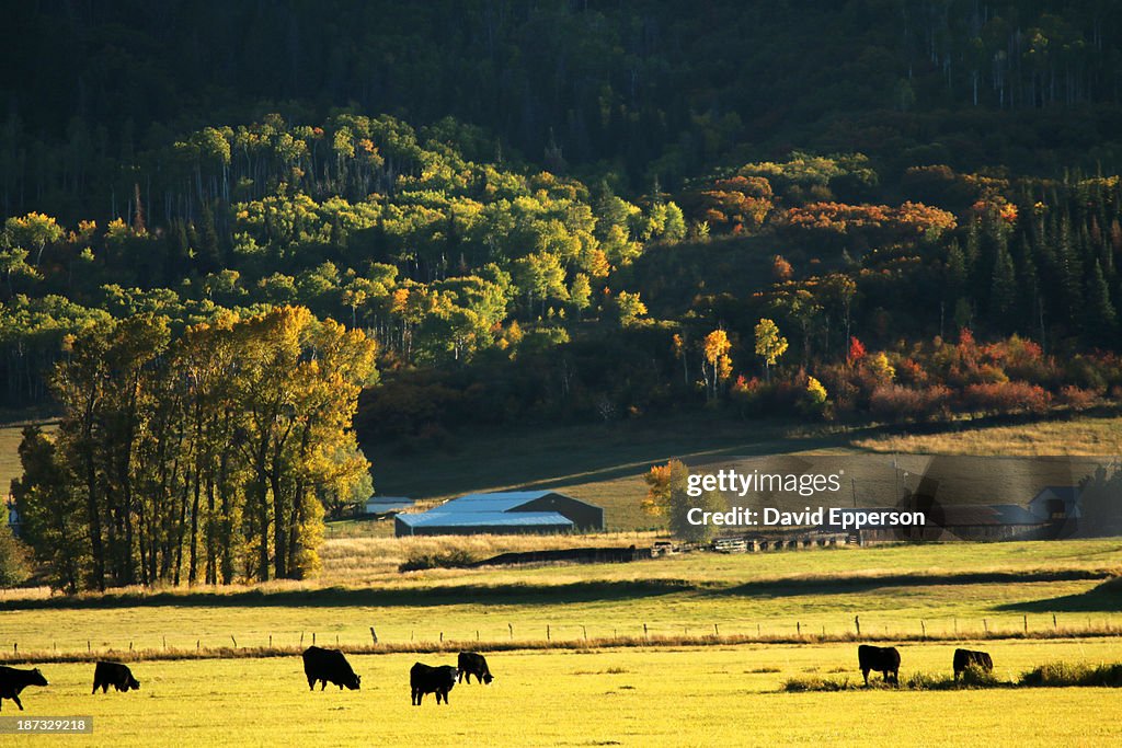 Pastoral ranch lands in Colorado