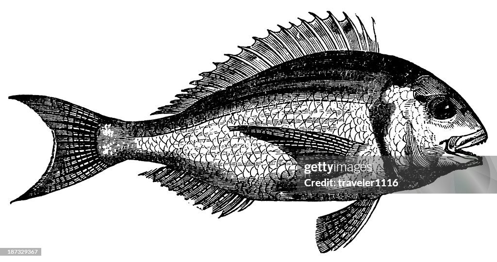 Gilt-Head Fish