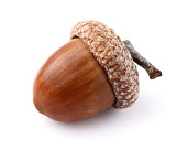 One acorn