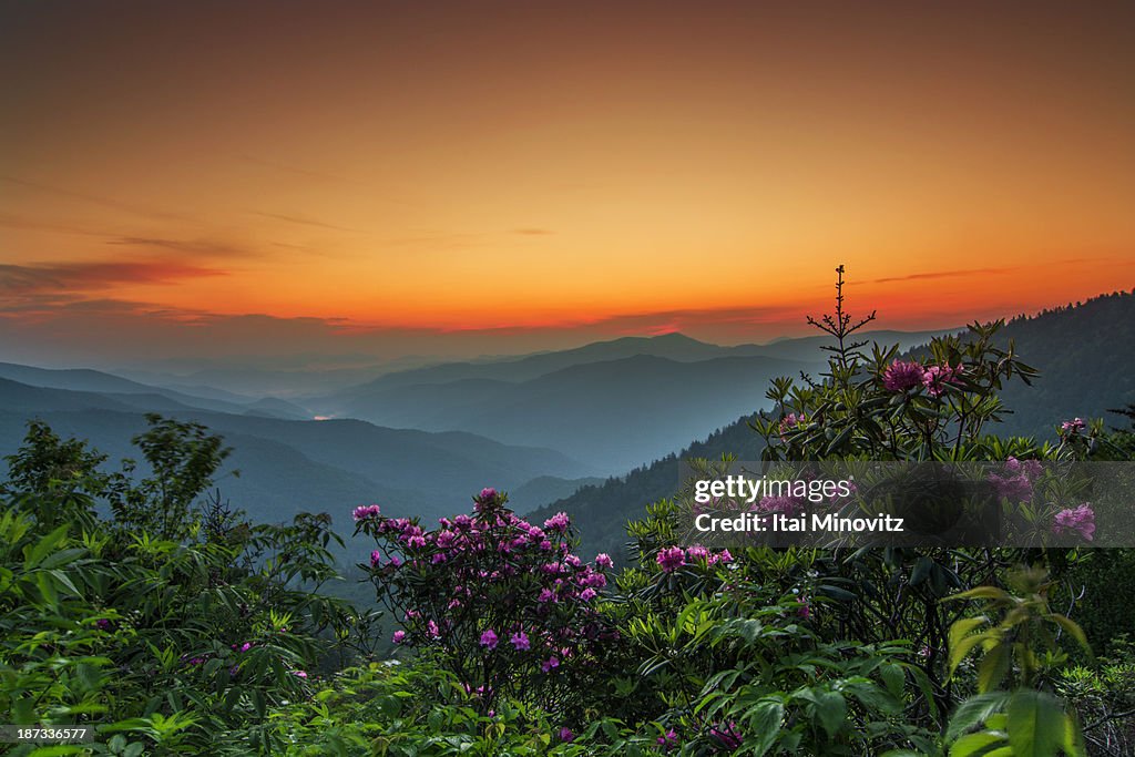 Rhododendron on the Blue Ridge Parkway Explored 6/