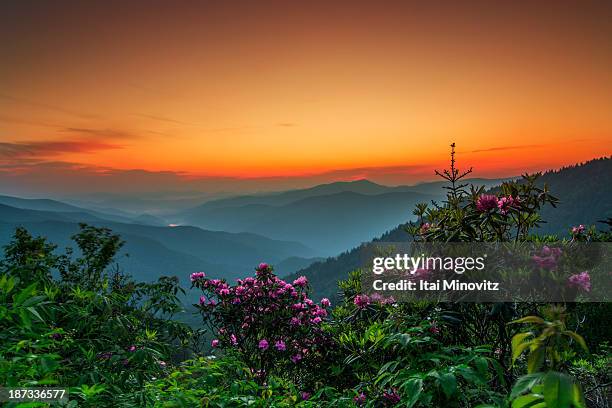 Blue Rge Mountains Spring Flowers Blue Ridge Mountains Photos and Premium High Res Pictures ...