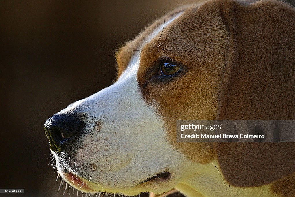 Beagle