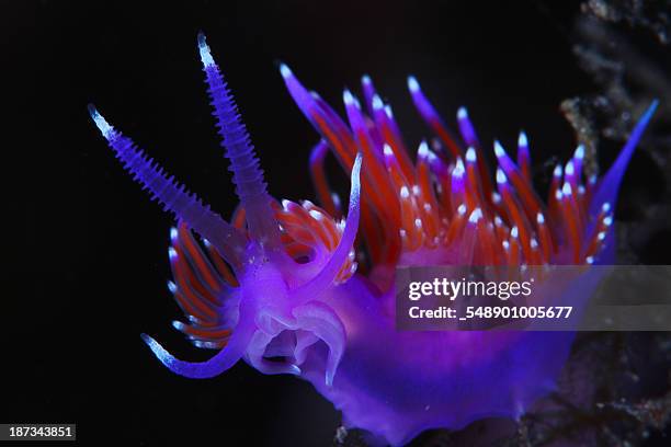 nudibranch - nakensnäcka bildbanksfoton och bilder