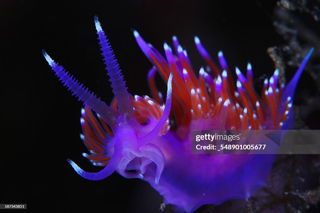 Nudibranch