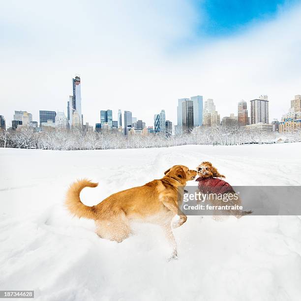 Snowy Central Park, New York