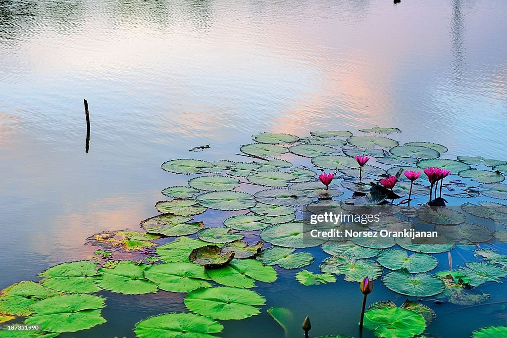 Waterlilies Love the Sunset Sky Too