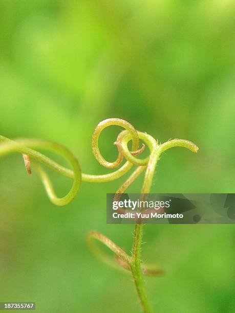 Entwine Examples 36 Entwine Plant Stock Photos, High-Res Pictures, and Images - Getty Images