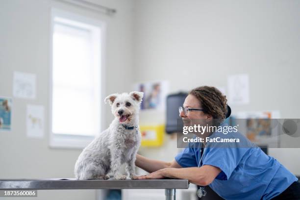 perro de raza pequeña en el veterinario - clínica veterinaria fotografías e imágenes de stock