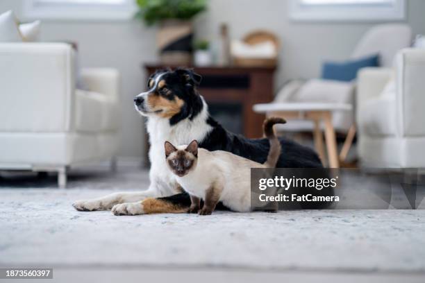 amici pelosi - cagnolino foto e immagini stock