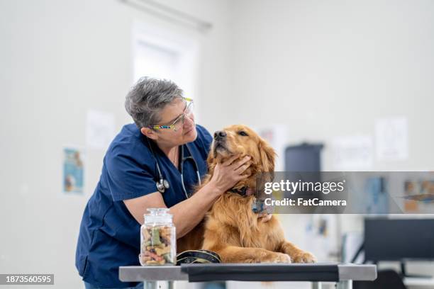 golden retriever au vétérinaire - clinique vétérinaire photos et images de collection