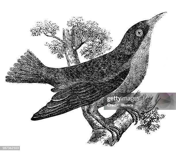 ilustraciones, imágenes clip art, dibujos animados e iconos de stock de anticuario ilustración de azul dacnis o turquesa mielero (dacnis cayana) - bird singing