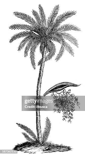 antique illustration of phoenix dactylifera (date palm) - date palm tree stock illustrations