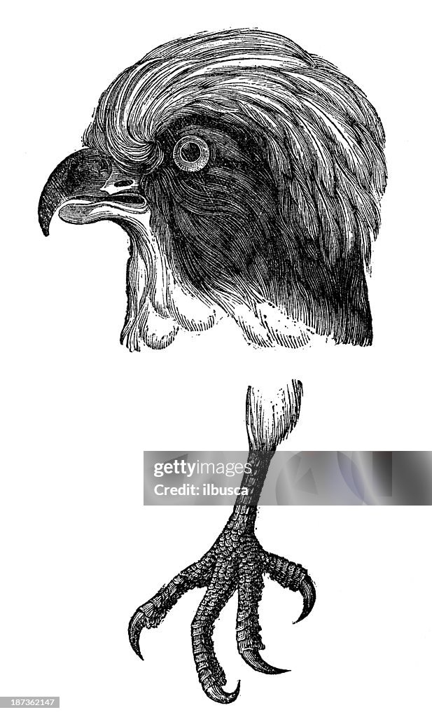 Antiguidade ilustração de rir Falcon (Herpetotheres cachinnans)