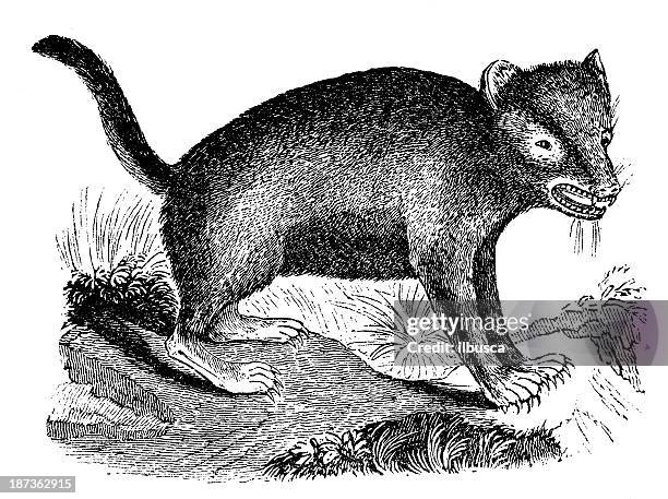 antique illustration of tasmanian devil (sarcophilus harrisii) - tasmanian devil stock illustrations