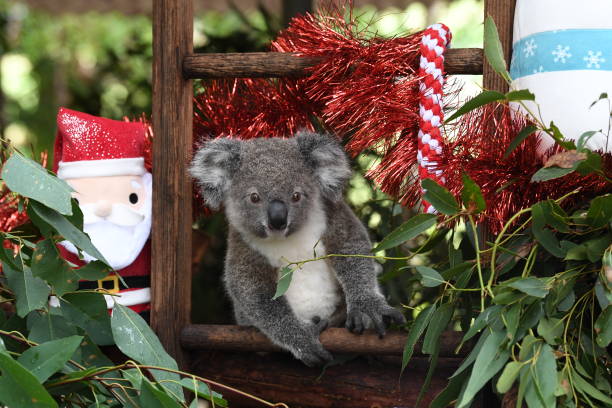 An orphaned "joey" koala enjoys a moment of Christmas enrichment whilst perched on its ladder at the Friends of the Koala Hospital on December 22,...