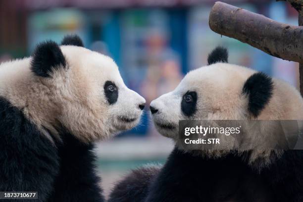 This photo taken on December 23, 2023 shows pandas inside their enclosure at a zoo in China's southwestern Chongqing municipality. / China OUT