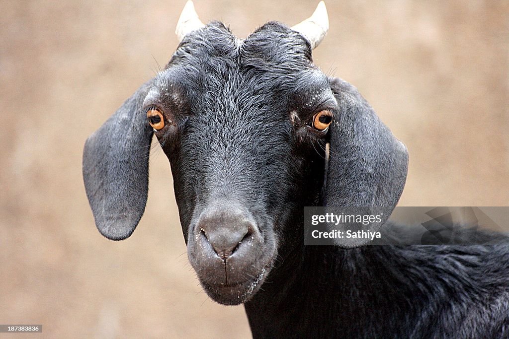 Goat  portrait