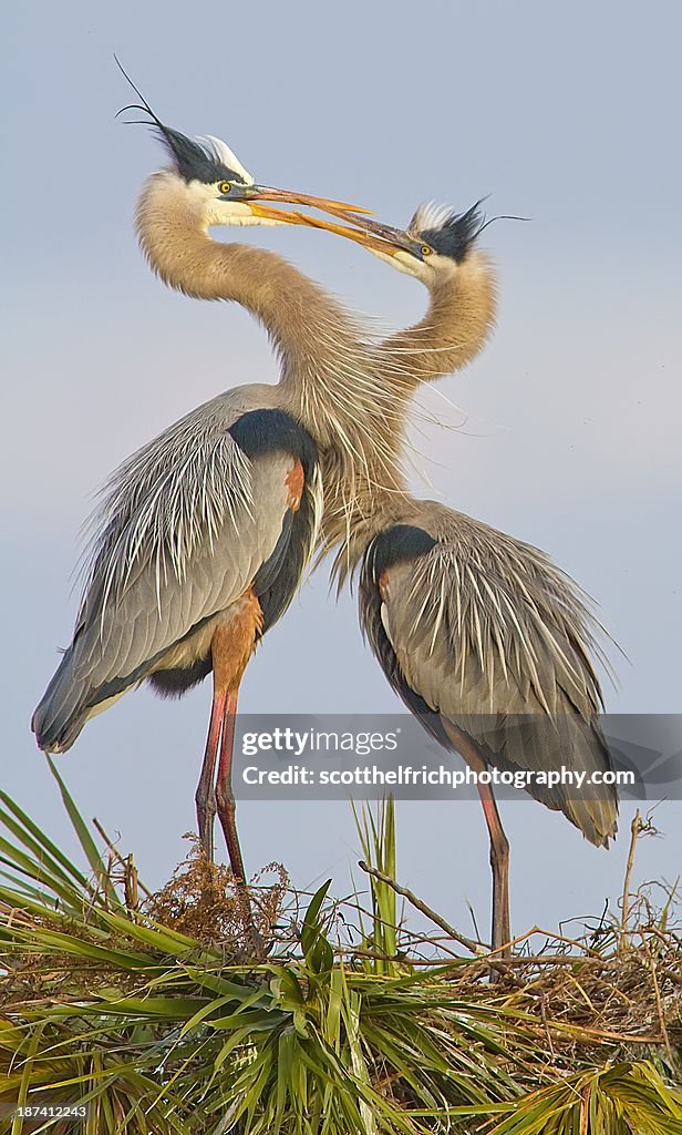 Flirting great blue herons