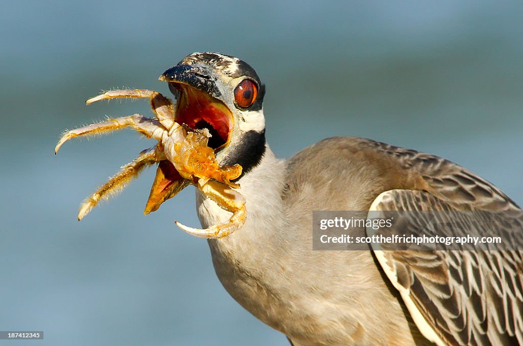 Feeding Time