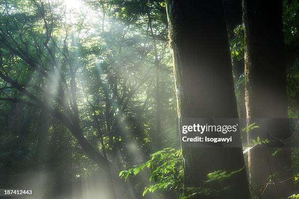 light in forest - isogawyi stock-fotos und bilder