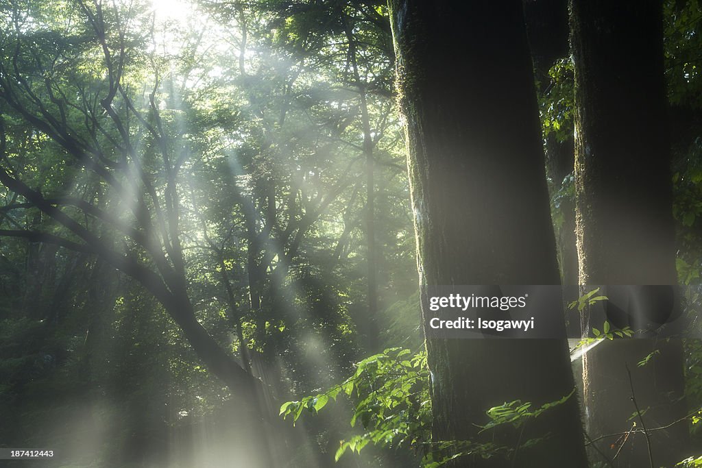 Light in Forest