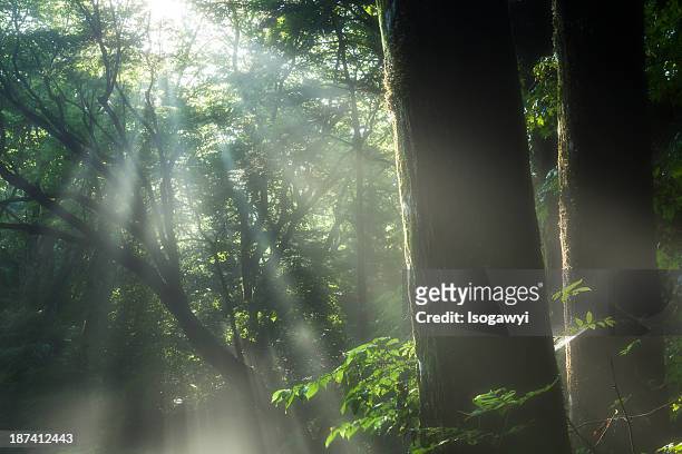 light in forest - isogawyi stock pictures, royalty-free photos & images