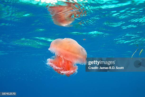 Crimson Reds Fish 439 Crimson Jellyfish Stock Photos, High-Res Pictures, and Images ...