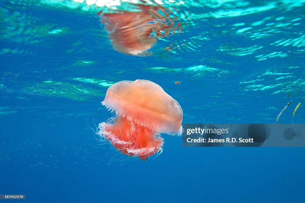 Red jellyfish