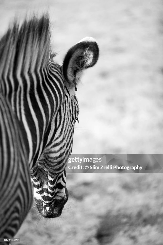 Zebra