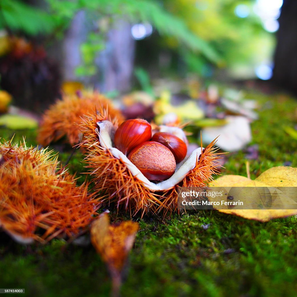 Taste of Autumn