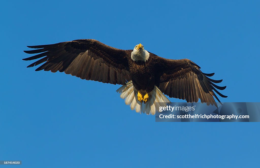 American Bald Eagle