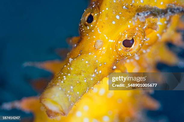 seahorse portrait - yellow seahorse stock pictures, royalty-free photos & images