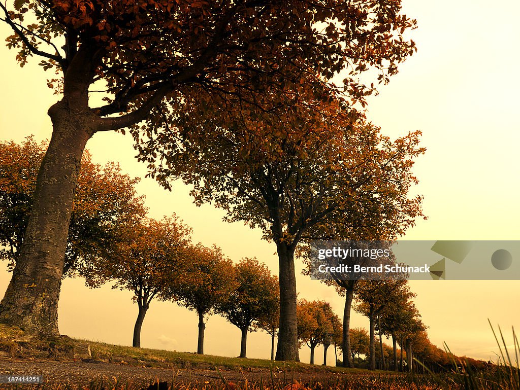 Avenue Of Colorful Autumn Trees