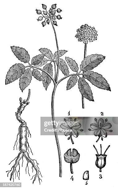 antique illustration of american ginseng (panax quinquefolius) - american ginseng stock illustrations