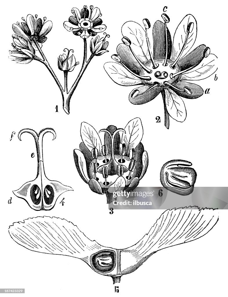 Antique illustration of Acer platanoides (Norway maple)