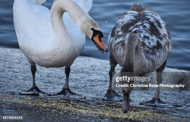 swan and cygnet - cygnet stock pictures, royalty-free photos & images