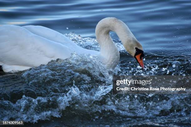 swan making a splash - motion capturing stock pictures, royalty-free photos & images