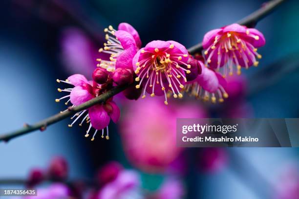 pink japanese plum blossoms - prunus mume stockfoto's en -beelden